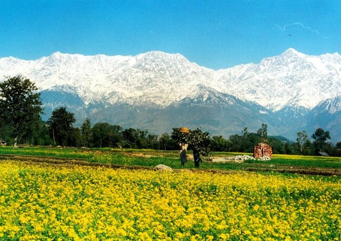 Flowers blooming by the foothills of snow clad mountains, Dalhousie