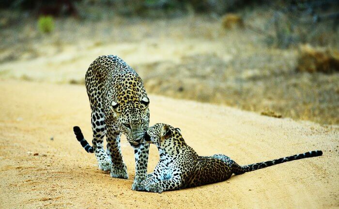 Leopards in Yala National Park