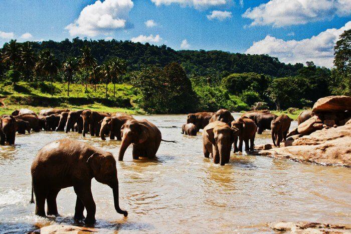 Pinnawala Elephant Orphanage in Sri Lanka