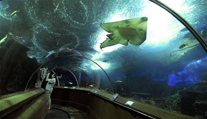 Underwater World is one of the popular tourist places in Singapore