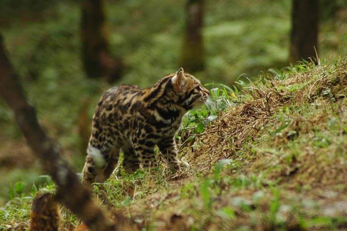 Cute little cub playing at Himalayan Zoological Park in Gangtok