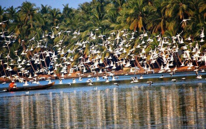 Bird watching with a houseboat stay on Vembanad Lake in Kumarakom, Kerala