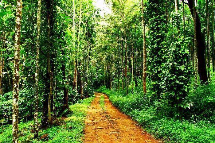 Stay at a coffee plantation resort in Wayanad, Kerala