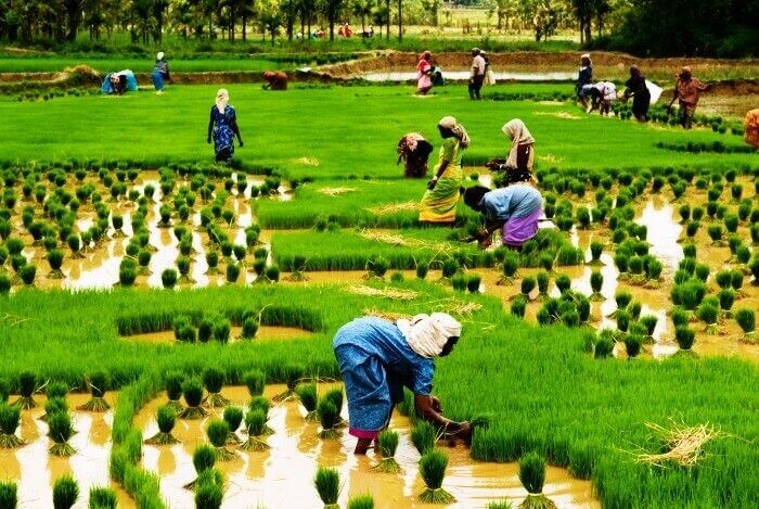 Paddy cultivation at Kumbalangi Integrated Tourism Village, Kerala