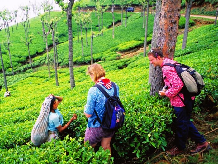 Locally cultivated tea in Munnar, Kerala