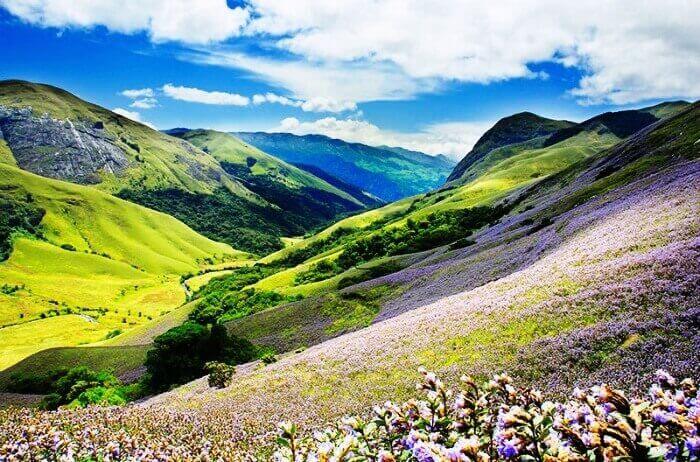 Eravikulam national Park, watch the Neelakurinji Bloom in Munnar, Kerala