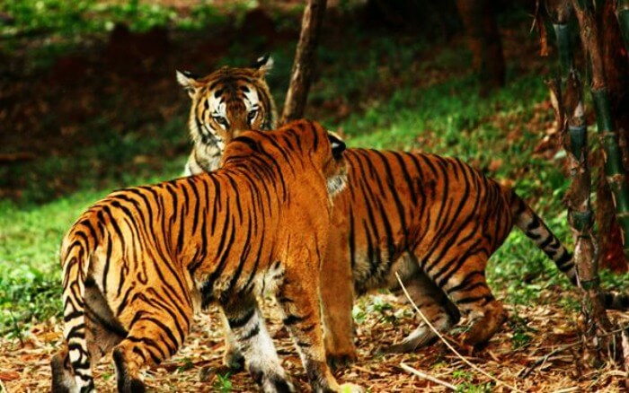Dampa Tiger Reserves in Mizoram for Sparse Tiger species
