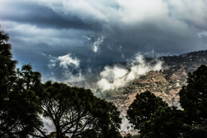 The pine trees and the misty hills of Parwanoo