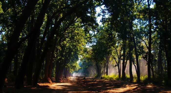 The jungle boulevards of Corbett National Park