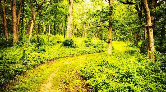 The jungle trails of Lansdowne in Uttarakhand