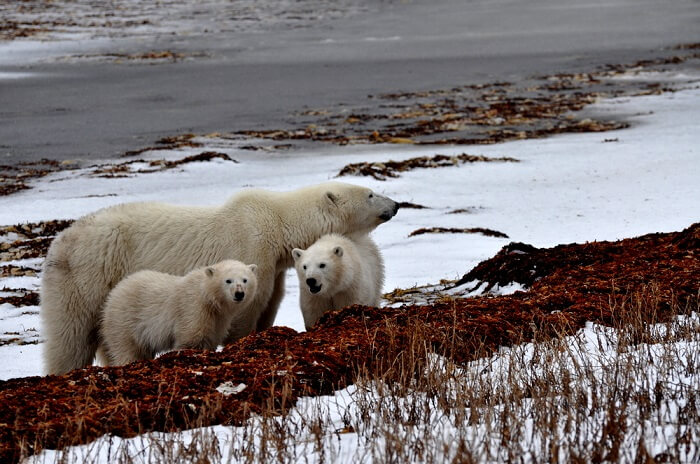 Polar bear capital of the world canada