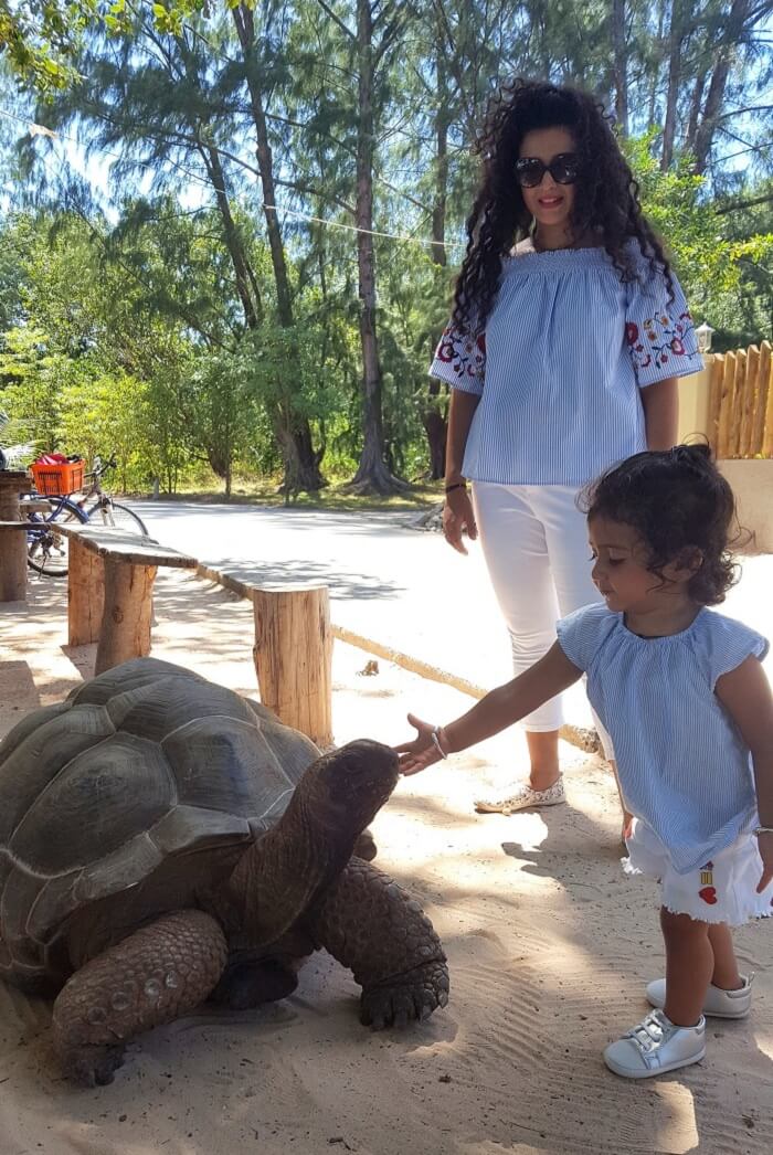 Giant wild aldabra tortoise in seychelles