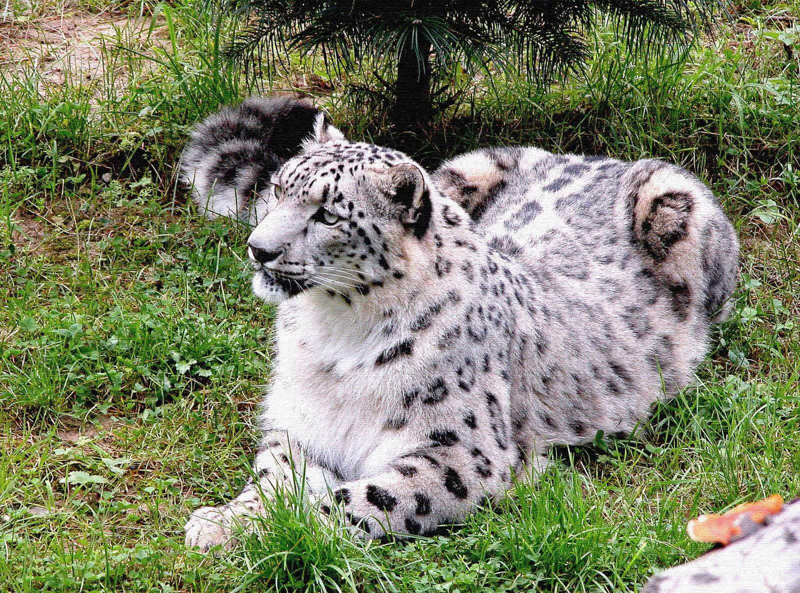 snow leopard in a park