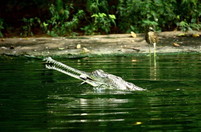 Indira Gandhi Zoological Park