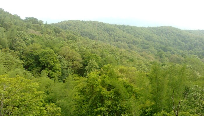 trees and mountains