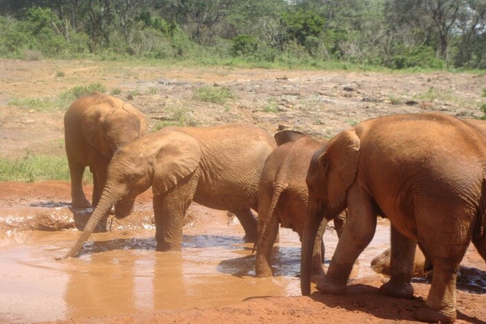 elephants bathing in Kenya