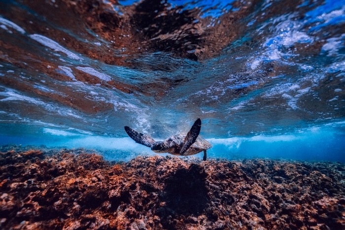 marine life