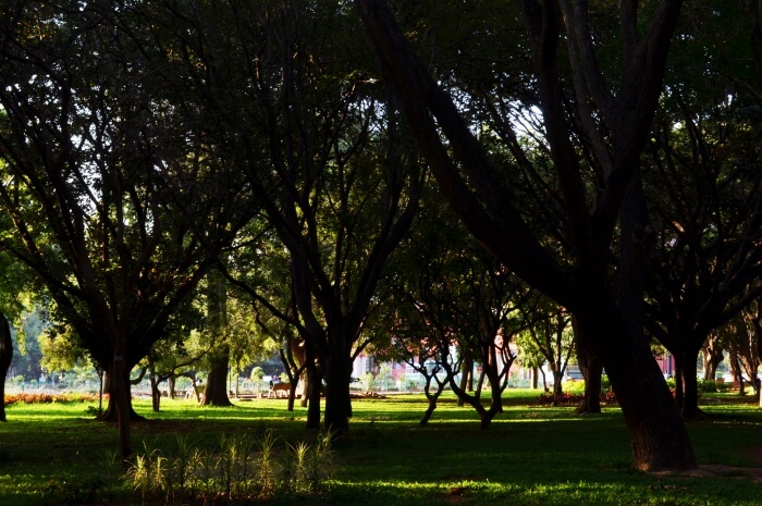 Cubbon Park