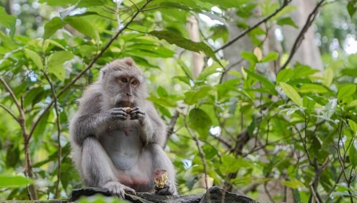 Visit The Ubud Monkey Forest