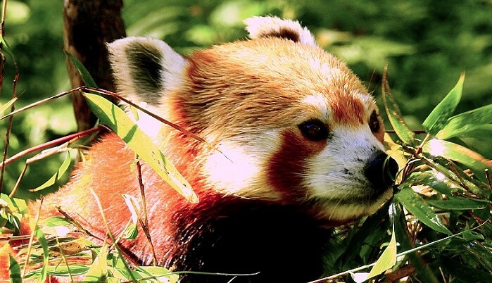 red panda