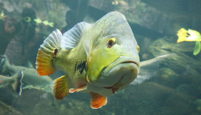 Fish Aquarium in Hyderabad