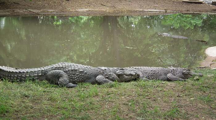 Visiting Hours of Zoological Park