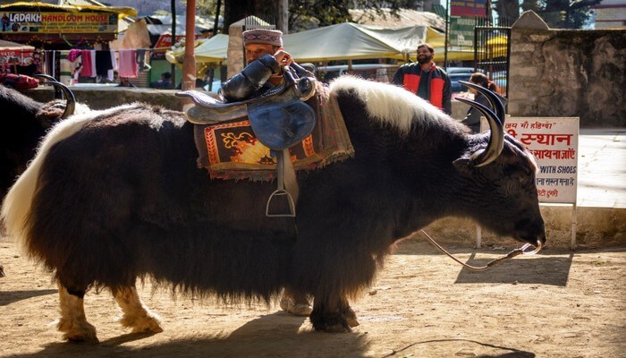 Yak Ride